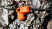 Bushmen Tarp Expanders - orange