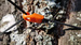 Bushmen Tarp Expanders - orange